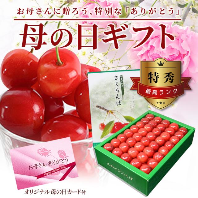 【母の日 ギフト まだ間に合う！】 さくらんぼ佐藤錦 500g 特秀 2L玉 鏡詰め 山形県産 産地直送 化粧箱入 プレゼント 手詰め メッセージカード ギフトカード 付 さくらんぼ 山形 大玉_16