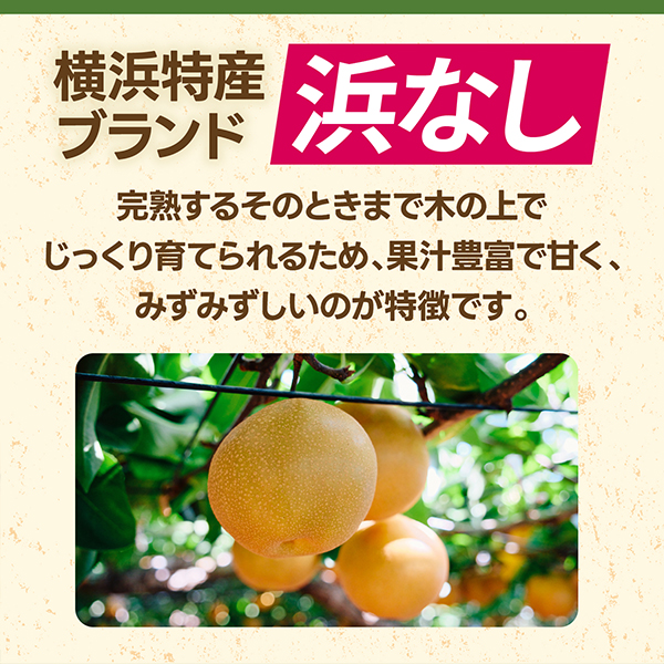 送料無料 キリン 氷結 mottainai もったいない 浜なし 350ml×3ケース/72本(072)『BSH』_4
