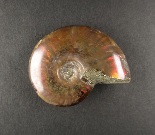 アンモライト（アンモナイト）マダガスカル産 七色の繁栄の石 幸運 財運 金運 成功 anmo183の通販は 6,800円