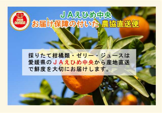 お歳暮】 愛媛県の農協 JAえひめ中央 愛媛の果実 飲むせとかのゼリー