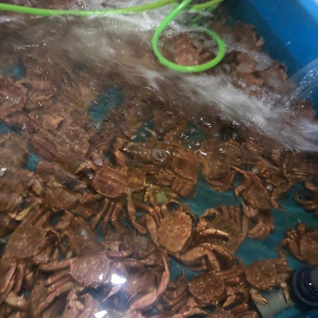 北海道函館 弘成 北海道産ボイル毛蟹約500g 冷凍品【カニ 毛ガニ 北海道 函館 かに味噌 ﾌﾟﾚｾﾞﾝﾄ 鍋 贈答 3特 】_2