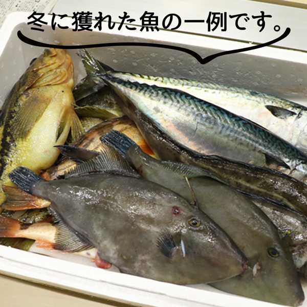 鮮魚　北海道いいねマーケット　海鮮　PAY　PAY　鮮魚ボックス　詰め合わせ　活〆　朝獲れ　直送！寿都町の漁師が朝獲れた魚介の通販はau　漁師厳選　au　海鮮ボックス　5kg以上　船上　マーケット　マーケット－通販サイト　北海道産　新鮮