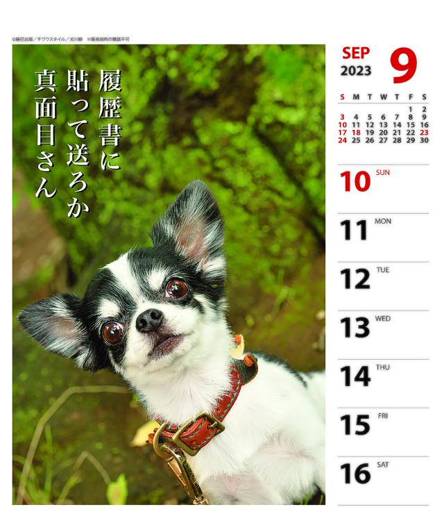 23年 カレンダー チワワ川柳 週めくり アートプリントジャパン Apj カレンダー 週めくり チワワ 川柳の通販はau Pay マーケット オフィスランド