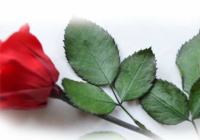 プリザーブドフラワー バラの花束10本 専用の追加バラ1本 誕生日 還暦 プロポーズ の通販はau Pay マーケット Reve