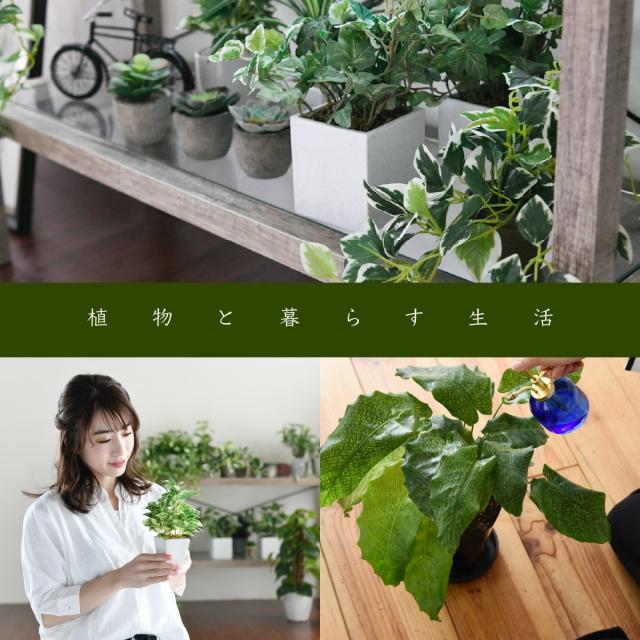 送料無料 ボタニカル サイドテーブル ガラス 観葉植物 古木 風 インテリア 幅35 奥行45 グリーン インテリア シャビー 植物 棚 ラッの通販はau Pay マーケット K3ファニチャー