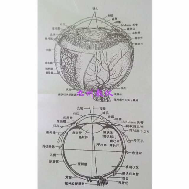 眼球 解剖学 模型 直径 16cm 生徒や患者さんへの説明用に 眼科 医療 医師 人体模型 アナトミー