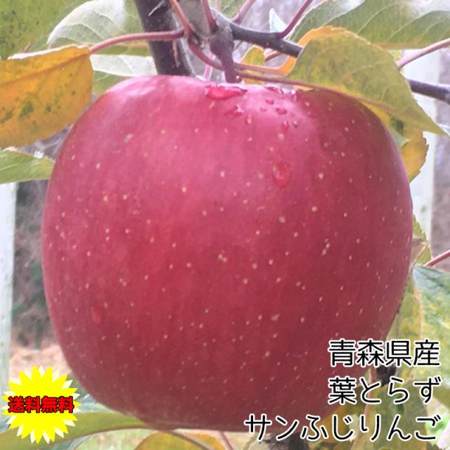 りんご 10kg 訳あり 青森県産 葉とらず りんご 10kg 家庭用 お試し 送料無料 りんご サンふじ ふじ 10kg 訳あり りんごの通販はau Pay マーケット 大和屋 旬果庵 Au Pay マーケット店