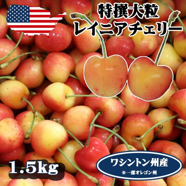 予約 アメリカンチェリー レイニアチェリー ワシントン州産 大粒 1.5kg 高級アメリカンチェリー レイニア さくらんぼ 【6月20日〜8月9日の出荷予定】 00014D