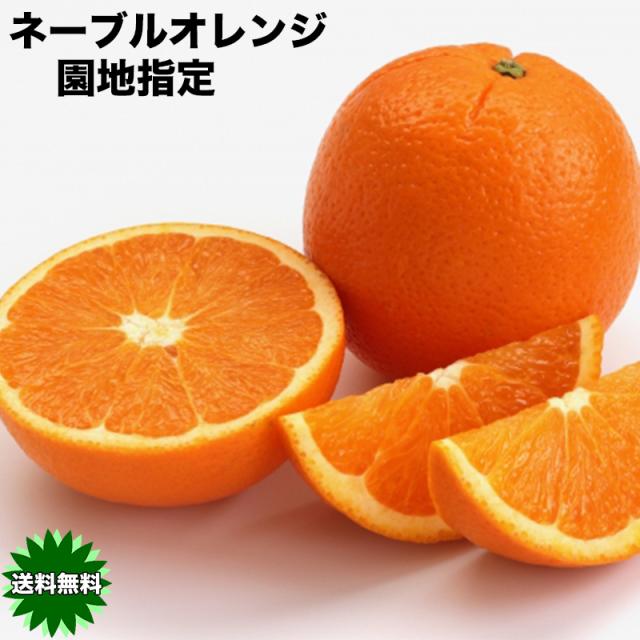 オレンジ ネーブル 送料無料 カリフォルニア産　ネーブルオレンジ 園地指定　糖度保証　約18kg 88玉前後 ※北海道、沖縄離島は除く
