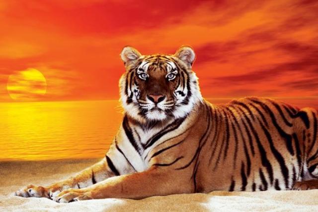 虎 ポスター 軽量アルミ製フィットフレーム 91.5×61cm Tigerの通販は 5,378円