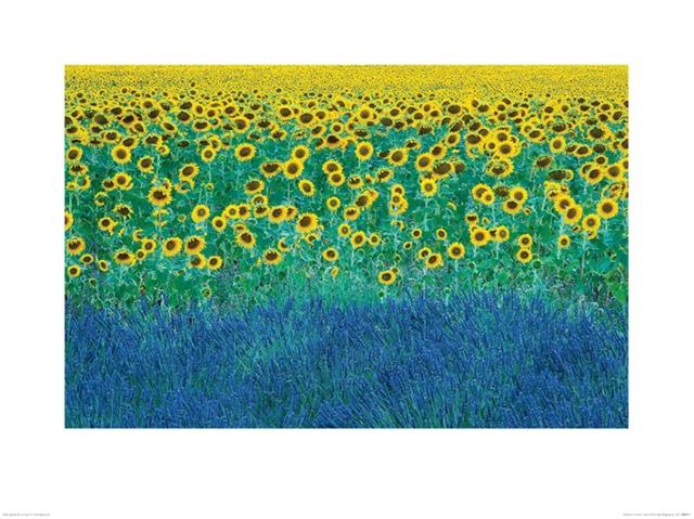 デヴィッド・クラップ作品 Sunflowers in Provence, France アートプリント 80×60cm 木製アートフレーム付の通販は 9,890円