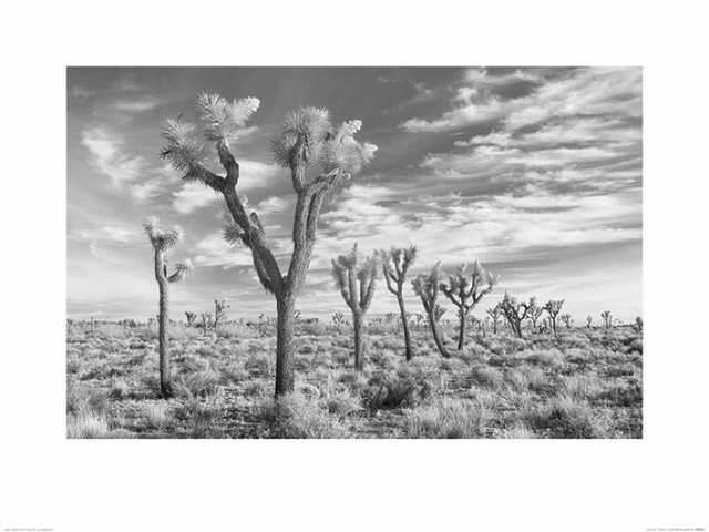 デヴィッド・クラップ作品 Joshua Trees, California アートプリント