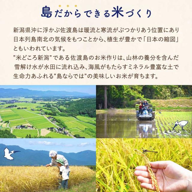 令和7年産 佐渡産ゆきん子舞 10kg (白米/玄米)(/無洗米/7分づき：有料) 雪国で育った新潟の品種【普通便(常温)発送】【一律送料無料（沖縄県を除く）】_5