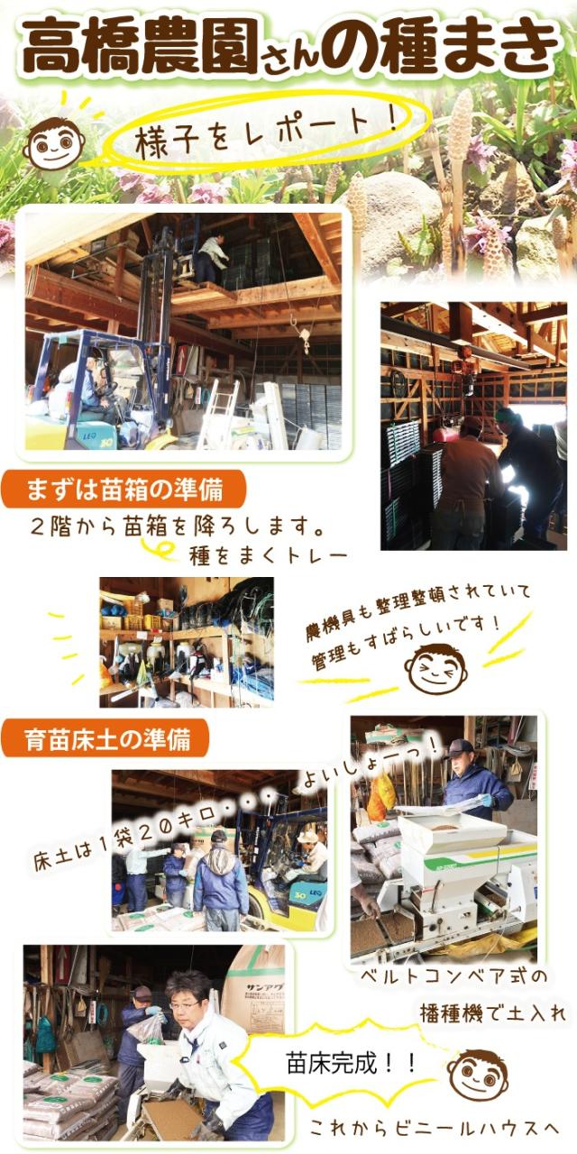 令和7年産 佐渡産ゆきん子舞 10kg (白米/玄米)(/無洗米/7分づき：有料) 雪国で育った新潟の品種【普通便(常温)発送】【一律送料無料（沖縄県を除く）】_6