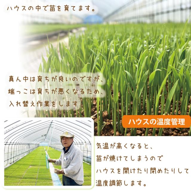 令和7年産 佐渡産ゆきん子舞 10kg (白米/玄米)(/無洗米/7分づき：有料) 雪国で育った新潟の品種【普通便(常温)発送】【一律送料無料（沖縄県を除く）】_7