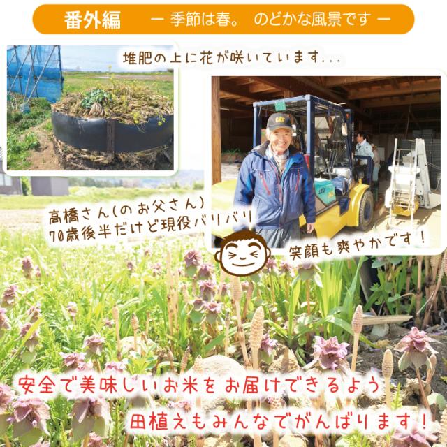 令和7年産 佐渡産ゆきん子舞 10kg (白米/玄米)(/無洗米/7分づき：有料) 雪国で育った新潟の品種【普通便(常温)発送】【一律送料無料（沖縄県を除く）】_8