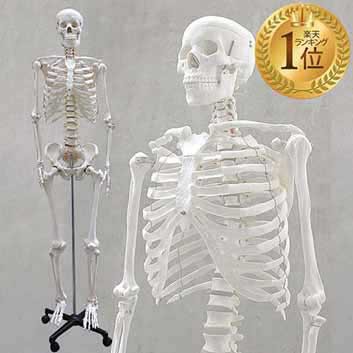 人体模型 約166cm 人体骨格模型 等身大の人体の骨格をリアルに表現