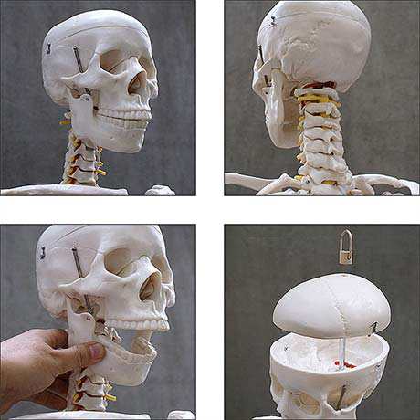 人体模型 約166cm 人体骨格模型 等身大の人体の骨格をリアルに表現 人体骨格模型 ヒューマンスカル 模型 人体模型 骨格標本 骨格モデル の通販はau Pay マーケット マックスシェアー