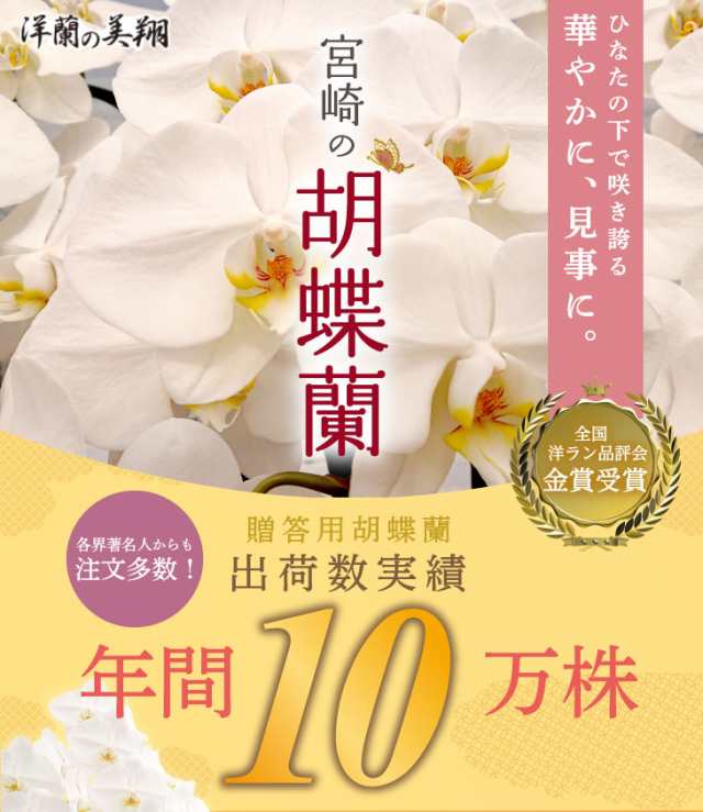 胡蝶蘭 白 5本立 75輪以上 ギフト 送料無料 宮崎産 開店祝い お祝い