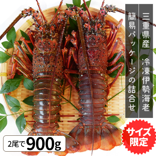 伊勢海老 三重県産 ２尾で９００ｇ サイズ限定特別価格 送料無料 刺身用瞬間冷凍 伊勢エビ イセエビ プレゼント ギフト
