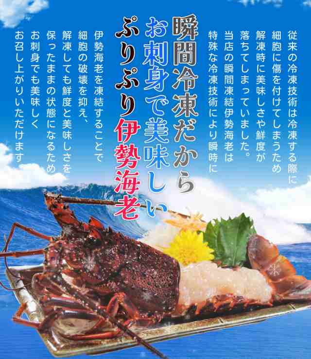 伊勢海老 三重県伊勢志摩産 ２尾で約６００ｇ 送料無料 刺身用瞬間冷凍