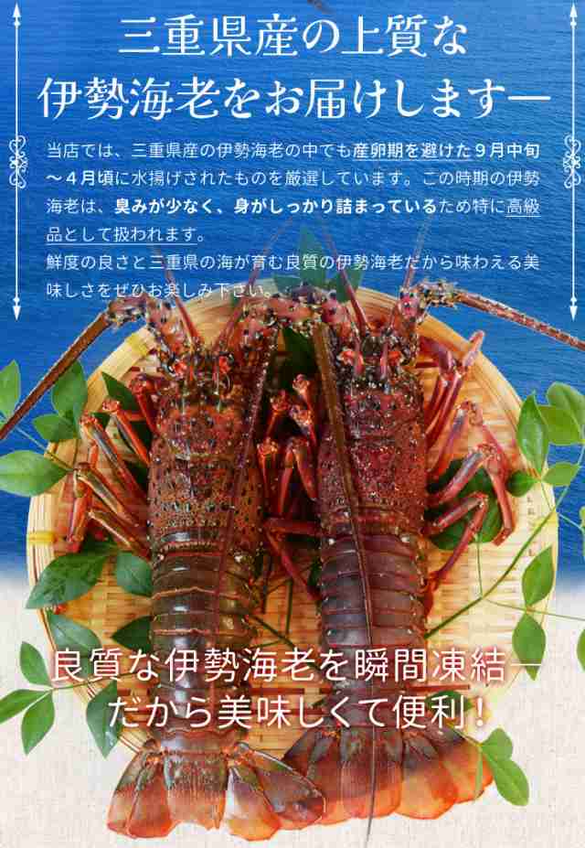 伊勢海老 三重県伊勢志摩産 ２尾で約６００ｇ 送料無料 刺身用瞬間冷凍