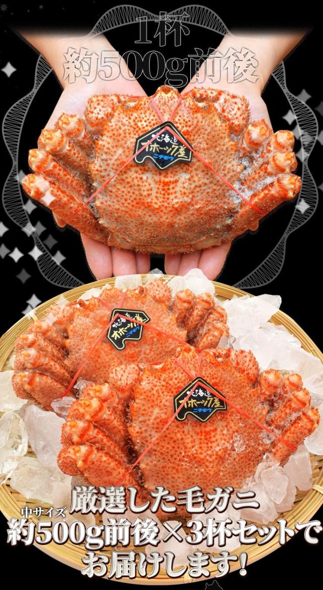 毛ガニ 姿 ボイル ３尾 約１．５ｋｇ（約５００ｇ×３杯） 北海道 ブランドタグ付 毛蟹 毛がに 冷凍 送料無料 蟹 かにみそ 海鮮_6