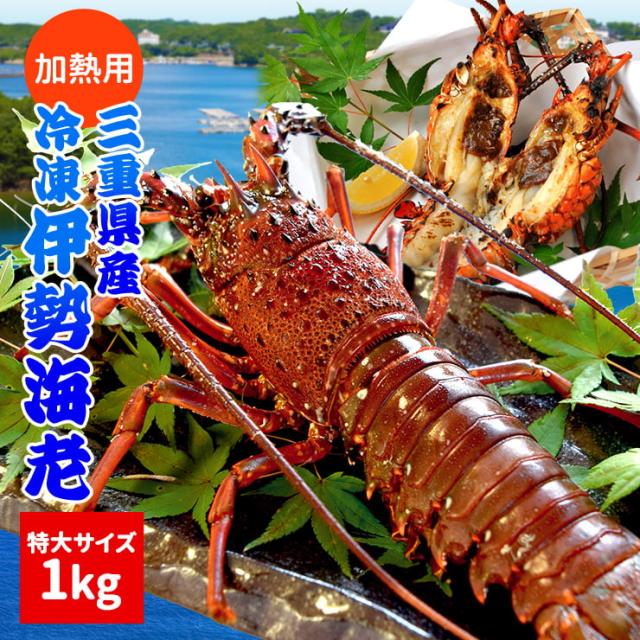 三重県産 伊勢海老 １尾 １ｋｇ以上 加熱用 冷凍伊勢海老 鮮度の良い伊勢海老を瞬間凍結