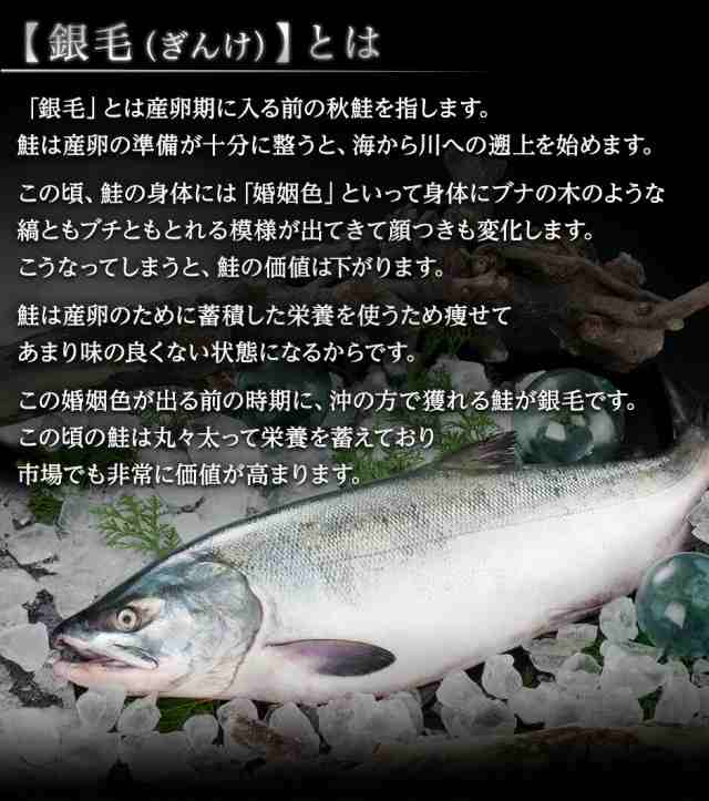 北海道 礼文・利尻島産 生 秋鮭 メス (生筋子入り) 2.3〜2.8kg前後 秋