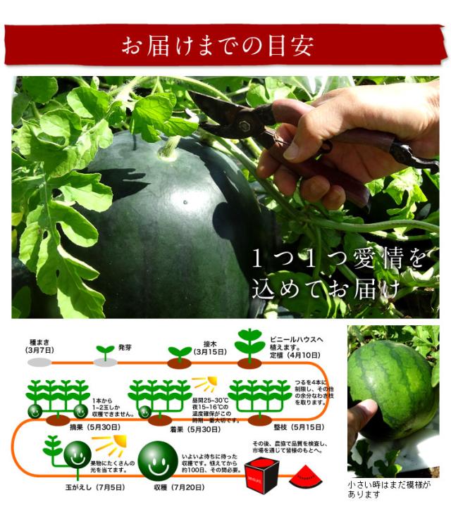 でんすけすいか 秀品 1玉　8kg【北海道 当麻産】【送料無料】【ご贈答用】お中元 御中元 西瓜 お取り寄せグルメ ギフト 食べ物 食品 景品 贈り物 果物 フルーツ 野菜_5