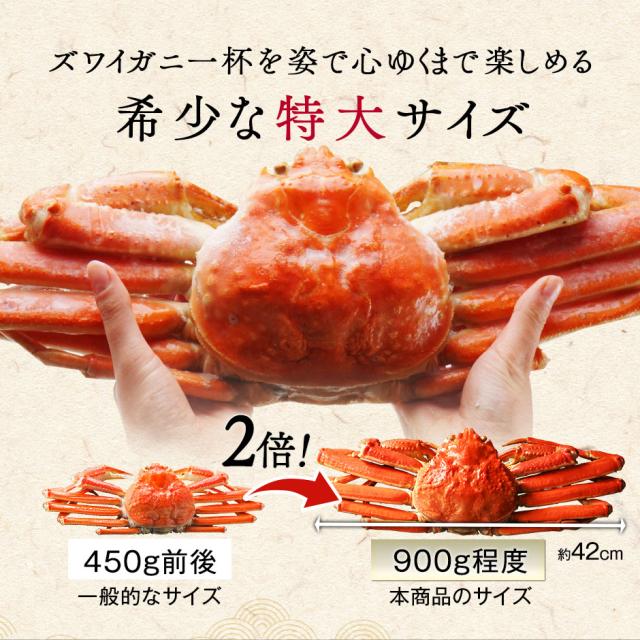 本ズワイガニ 姿 900g前後 1尾 【送料無料】_2