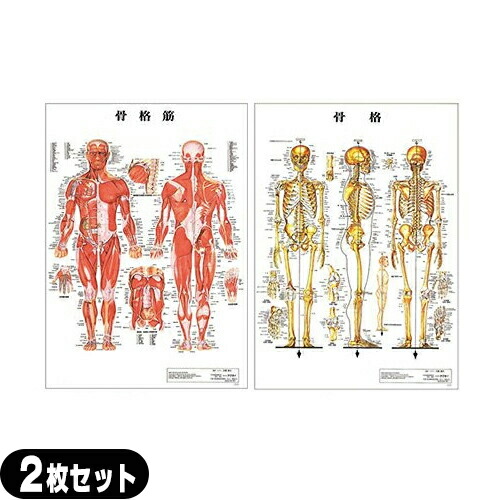 医道の日本社 人体解剖学チャート骨格筋 ポスター 2枚セット（骨格筋