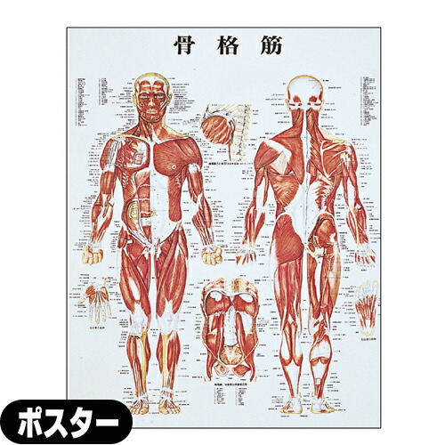 医道の日本社 人体解剖学チャート骨格筋 ポスター パネルなし(SR-116A