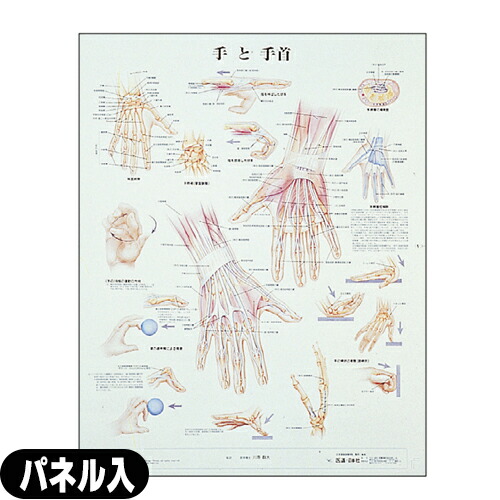 手と手首 パネル入(SR-120B)【送料無料】