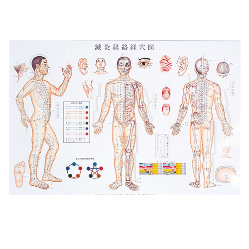 鍼灸経路経穴図 (鍼灸経絡経穴図)(しんきゅうけいらくけいけつず) パネル (SR-413)の通販は