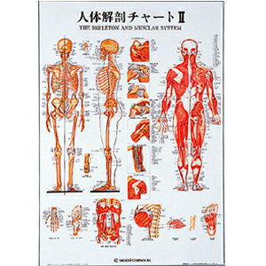 有待生体解剖早見表II(SR-112)