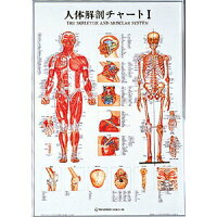 有待生体解剖早見表I(SR-111)