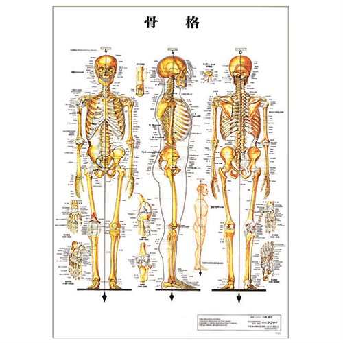 カナケン 鍼灸経絡経穴図 ポスター パネルなし+ 人体解剖学チャート