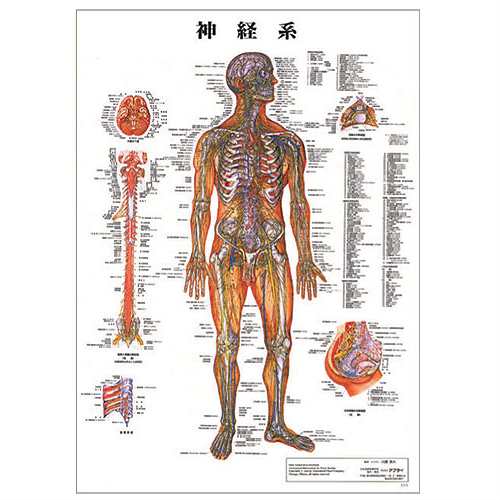 さらに選べるおまけ付き 検査 医道の日本社 人体解剖学チャート骨格筋 ポスター 3枚セット 骨格筋 骨格 神経図 パネルなし の通販はau Pay マーケット 健康美容用品専門店ｆｒｏｎｔｒｕｎｎｅｒ
