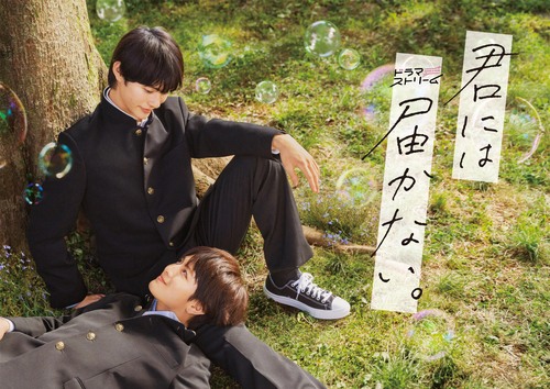 [DVD]/君には届かない。 DVD-BOX/TVドラマ/TCED-7254