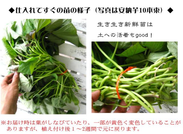 サツマイモ 苗 販売 安納芋の苗 イモヅル 10本 トロ リ蜜あふれる 今話題の激うまサツマイモ苗 サツマイモ さつまいも 芋づの通販はau Pay マーケット 花うるる 花でうるおう毎日 サツマイモ 苗 販売 安納芋の苗 イモヅル 10本 トロ リ蜜あふれる 今話題の激うまサツマイモ苗 サツマイモ さつまいも 芋づの通販はau Pay マーケット 花うるる 花でうるおう毎日