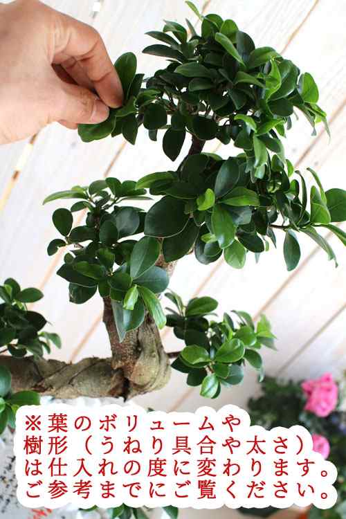 ガジュマルの木 8号鉢 観葉植物 鉢植え 喜寿 米寿 還暦 誕生日 インテリア 新築祝い 開店祝い 縁起 運気 昇竜ガジュマル 引越し祝い ギの通販はau Pay マーケット 花うるる 花でうるおう毎日