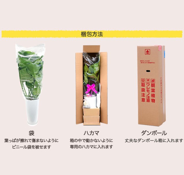 観葉植物 幸福の木8号角プラスチック鉢 高さ約1 2m ドラセナ マッサンゲアナ Mass08 005 大型 開店祝い 新築祝い 引越し祝い インテの通販はau Pay マーケット 花うるる 花でうるおう毎日