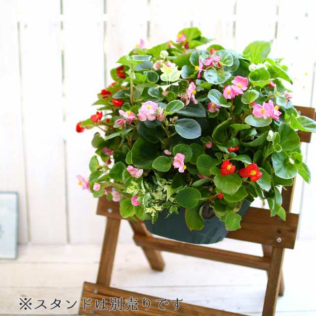 ベゴニアのハンギングバスケット寄せ植え カラフルmix シンプル 開花期間 春から晩秋まで 玄関 寄せ植え 春 寄せ植え セット ギフト の通販はau Pay マーケット 花うるる 花でうるおう毎日