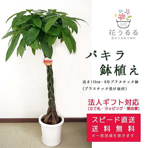 観葉植物 パキラ8号プラスチック鉢 高さ約1.1m 【pach08-006