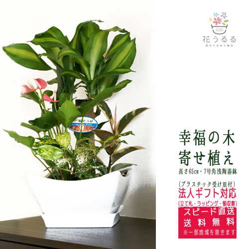 観葉植物 寄せ植え 幸福の木 7号角浅陶器鉢 白 高さ約65cm Yosem07 006 開店祝い 新築祝い 誕生日プレゼント 送料無料の通販はau Pay マーケット 花うるる 花でうるおう毎日