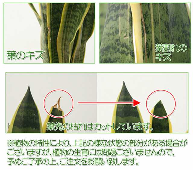 観葉植物 サンスベリア サンセベリア 虎の尾 抜き苗 くど