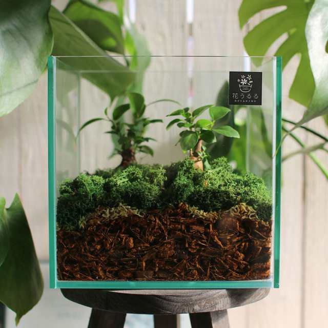 送料無料 観葉植物 テラリウム Mサイズ ガジュマル 2 ガラス ケース インテリア 完成品 観葉植物 モダン アクアリウム おしゃれ 水の通販はau Pay マーケット 花うるる 花でうるおう毎日