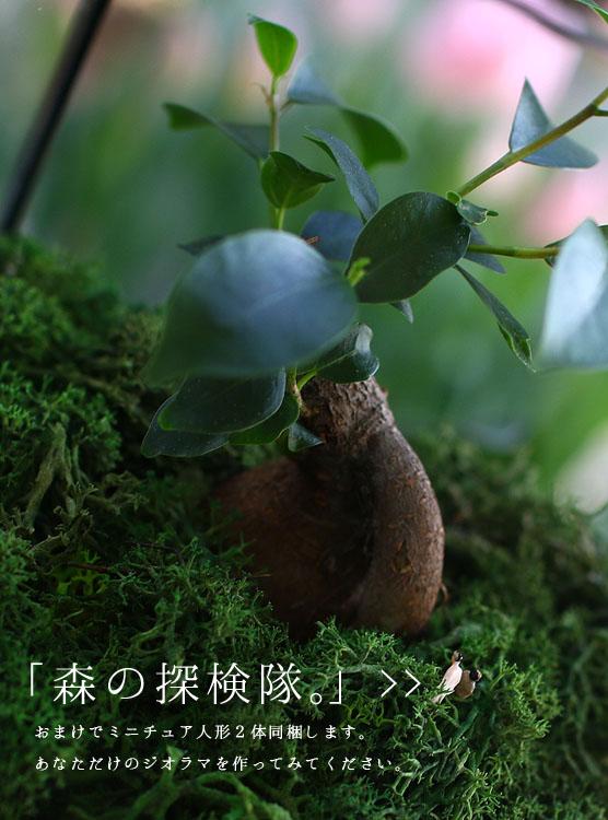 送料無料 観葉植物 テラリウム Sサイズ ガジュマル 1 ガラス ケース インテリア 完成品 観葉植物 モダン アクアリウム おしゃれ 小の通販はau Pay マーケット 花うるる 花でうるおう毎日