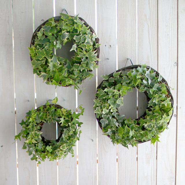 ロングアイビーのナチュラル リング 直径30cmサイズ 室内 屋外 ご自宅用 プレゼントに ジャングルインテリア リース 玄関 ヘデラ の通販はau Pay マーケット 花うるる 花でうるおう毎日